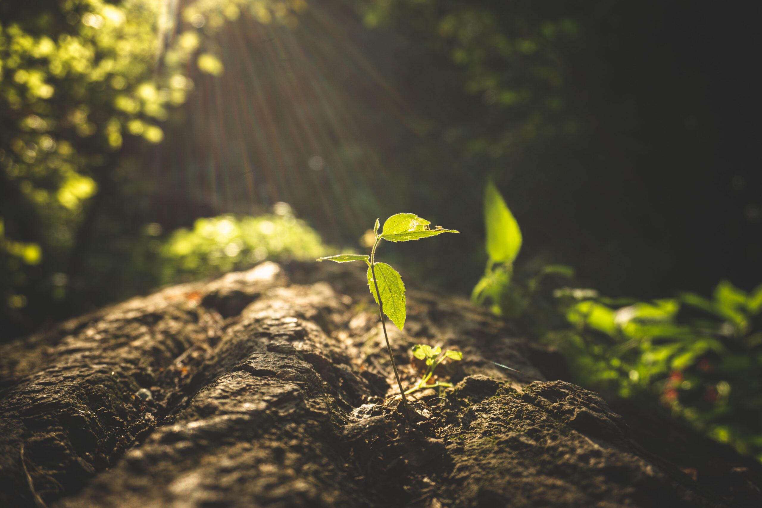 Debbie Low Succession Planning